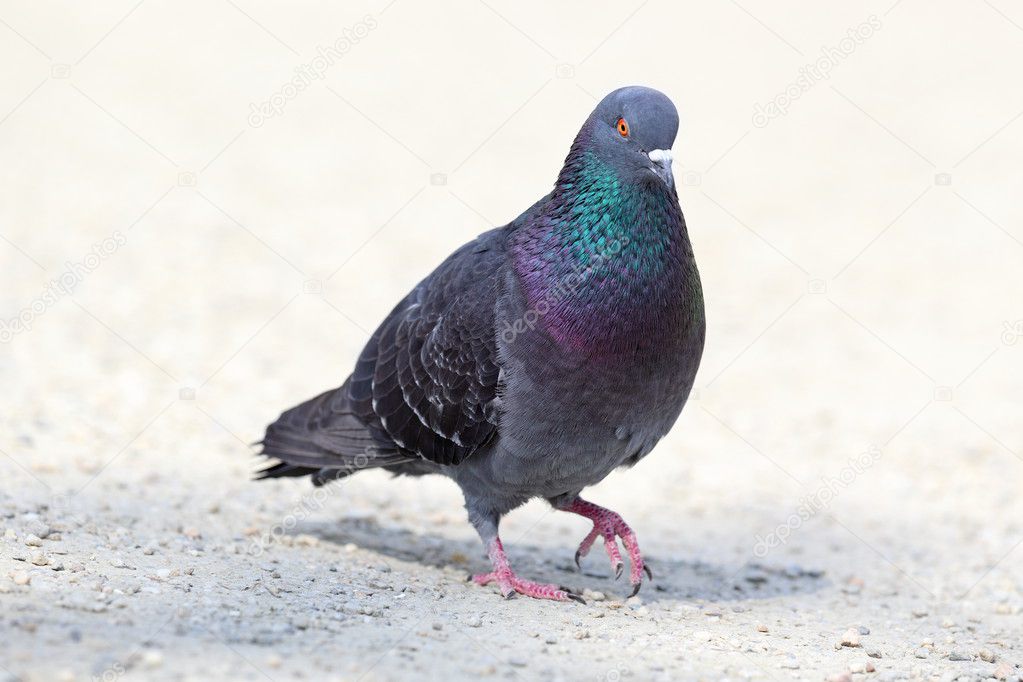 feral pigeon walking on park alley
