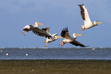 havada pelecanus onocrotalus grubu