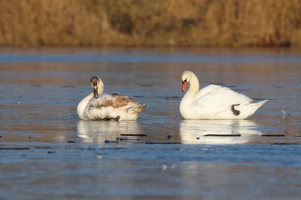 Cisnes adultos e juvenis no gelo — Fotografia de Stock