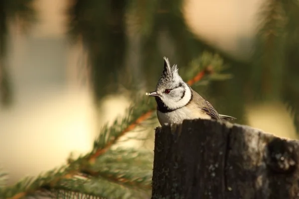 Crested tit eating bread — Stock Photo, Image