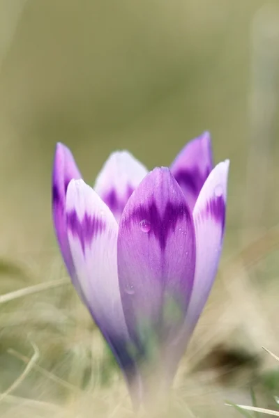 春の野生サフランの花の細部 — ストック写真