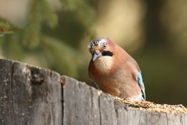tohum Besleyici, meraklı jay
