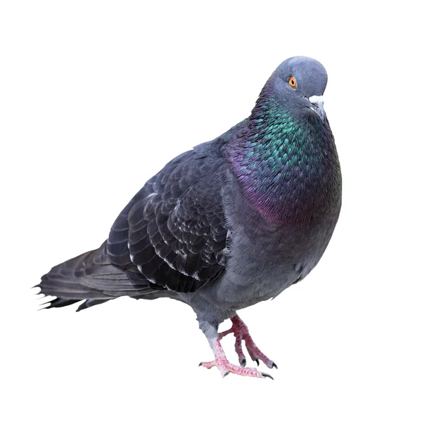 Pigeon sauvage sur fond blanc — Photo