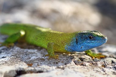 çiftleşme, lacerta viridis Close-Up