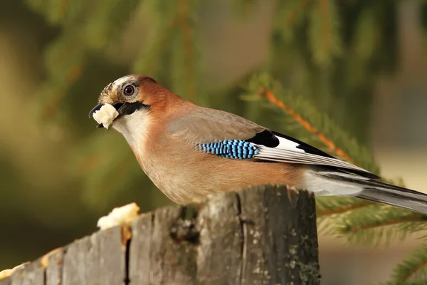 Hungry jay eating bread — Stock Photo, Image