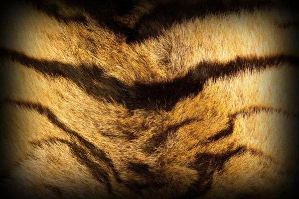 Tiger textured fur with vignette — Stock Photo, Image