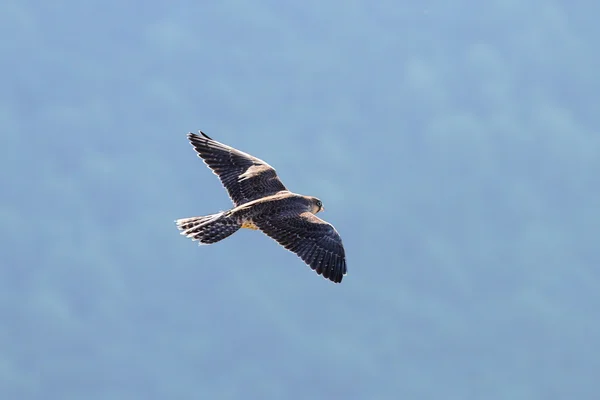 Falco peregrinus em voo — Fotografia de Stock