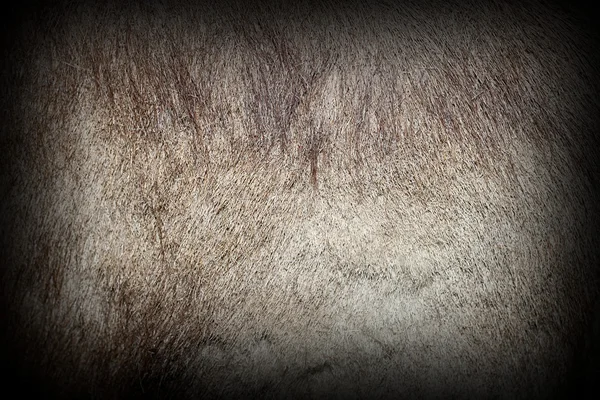 Fur of rupicapra — Stock Photo, Image