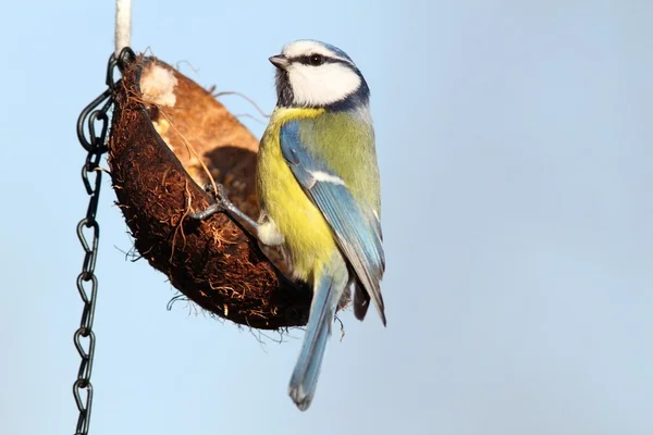A lógó feeder éhes kék cinege — Stock Fotó