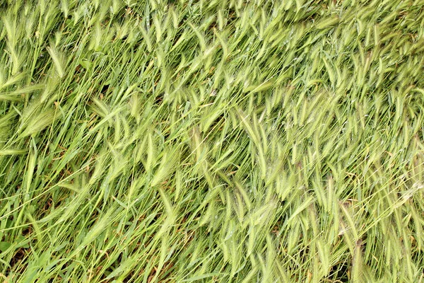 Gras naar beneden gevallen na storm — Stockfoto