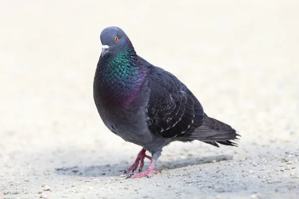 Macho pombo selvagem caminhando — Fotografia de Stock