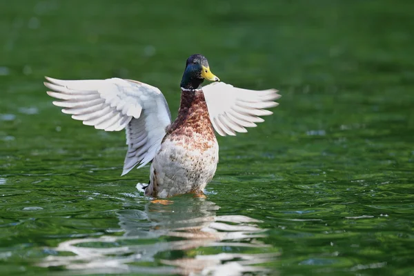 Canard colvert mâle déployant des ailes sur l'eau — Photo