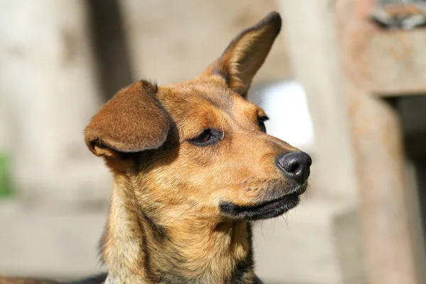 Carino ritratto cane — Foto Stock