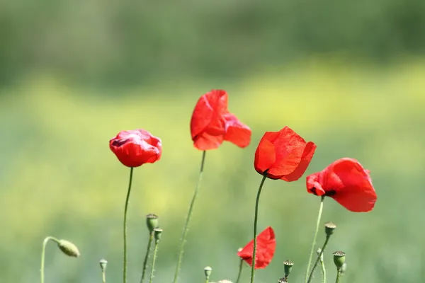 Group of wild poppies — Stock Photo, Image