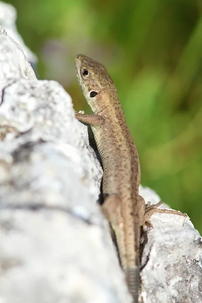 Lacerta viridis giovanile — Foto Stock