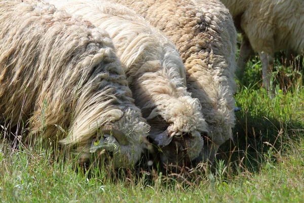 양 방목 — 스톡 사진
