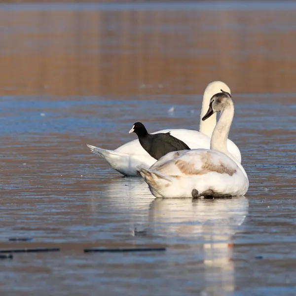 Coot de pé entre dois cisnes — Fotografia de Stock