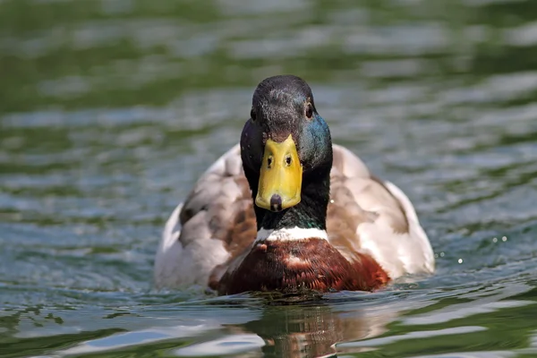Canard colvert nageant sur l'eau — Photo