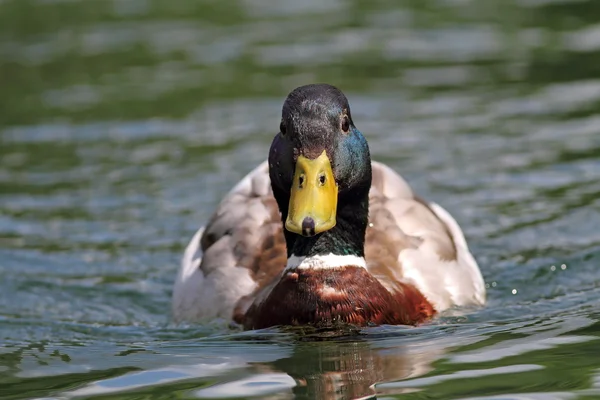 Stockente Erpel schwimmt auf Wasser — Stockfoto