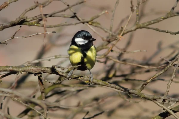 Grand mésange caché parmi les brindilles — Photo