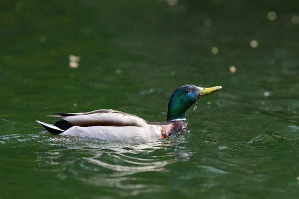 鴨が水から頭を上げる — ストック写真