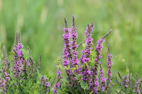 Purple wetland wild  flowers — Stock Photo, Image