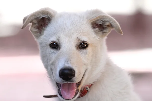 Cute doggy portrait — Stock Photo, Image