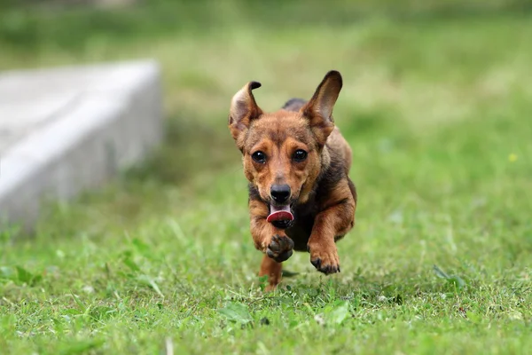 Little puppy on the run — Stock Photo, Image