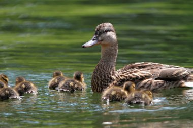 Anne ördek ducklings Gölü ile