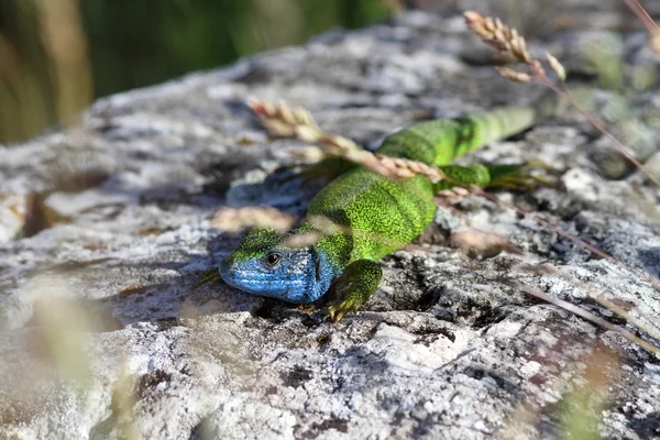 欧洲的绿蜥蜴晒太阳 — 图库照片