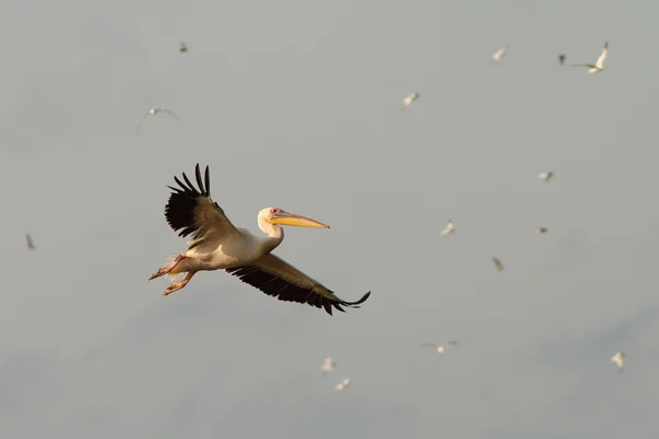 Great pelican in warm colors on dawn — Stock Photo, Image