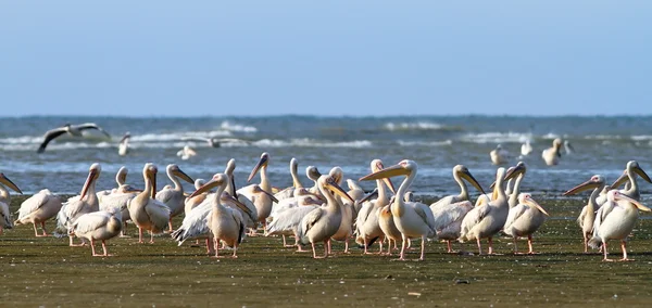 Great pelican colony at Meleaua — Stock Photo, Image