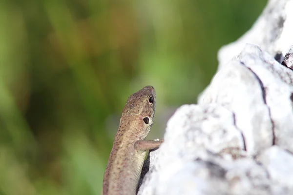 Juvenile lacerta viridis basking on rock — Stock Photo, Image