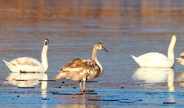 Juvenile mute swan winter image — Stock Photo, Image