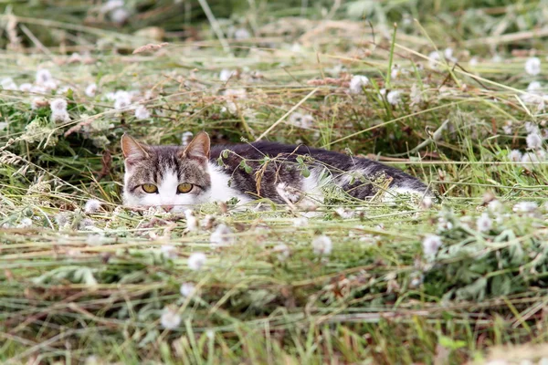 Leçon de camouflage — Photo