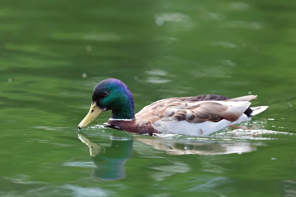 Mannelijke water vogel op meer — Stockfoto