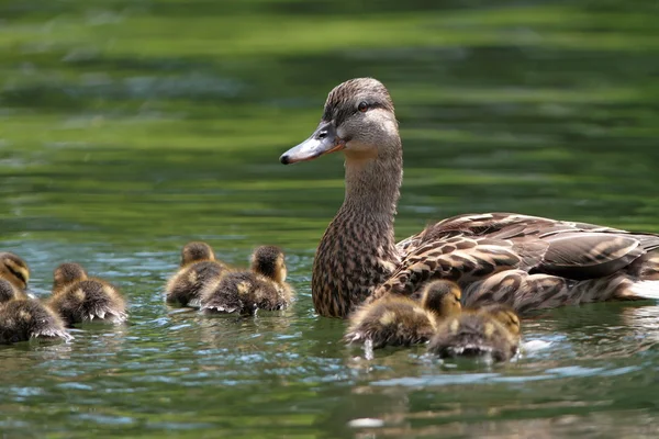 Canard mère avec des canetons sur le lac — Photo