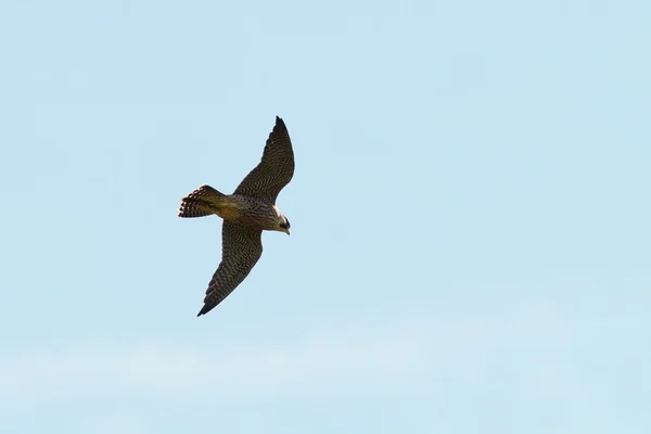 Peregrine falcon in flight — Stock Photo, Image