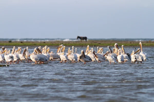 Pelicans in shallow water — Stock Photo, Image
