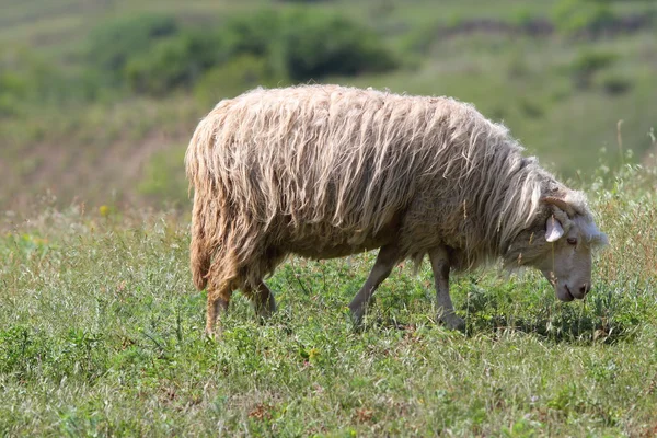 Schafe grasen auf der grünen Wiese — Stockfoto