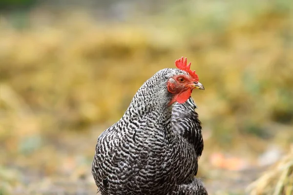条纹的母鸡站在农场院子里 — 图库照片