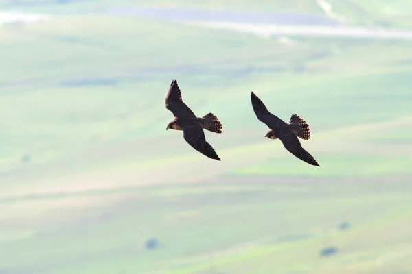 Dos halcones peregrinos volando juntos — Foto de Stock