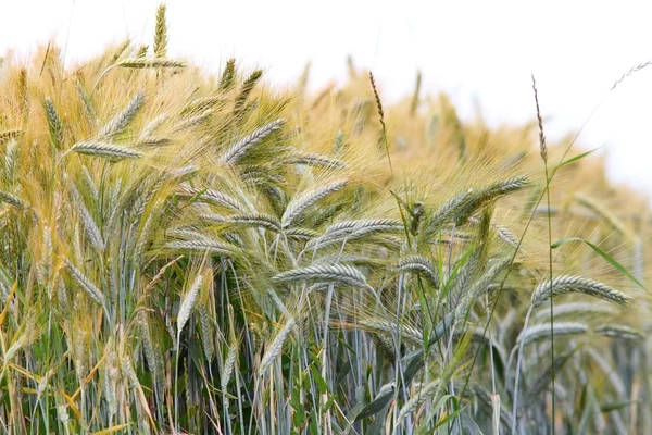 Campo de trigo sobre branco — Fotografia de Stock
