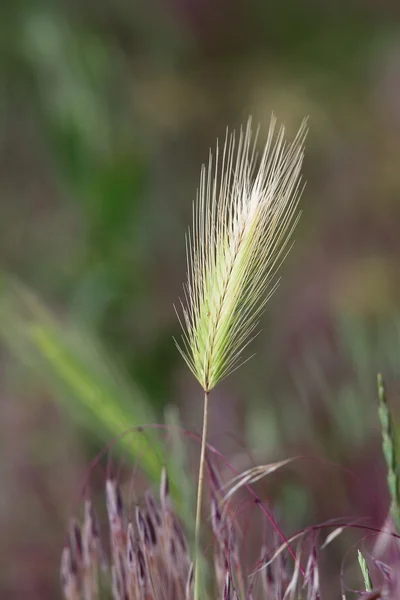 Wild grass inflorescence — Stock Photo, Image