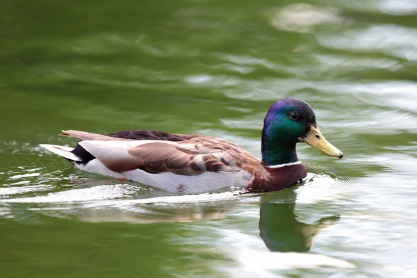 Dzikich ptaków wodnych na jeziorze — Zdjęcie stockowe