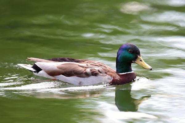 Wildwasservogel am See — Stockfoto