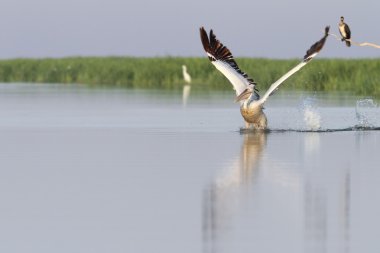 Pelikan alarak uçuş su 