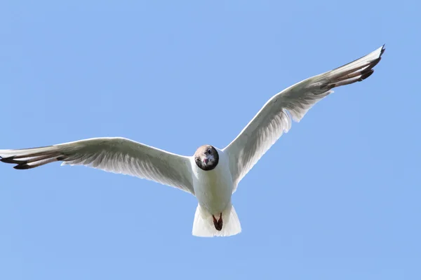 Svarthuvad mås under flygning — Stockfoto