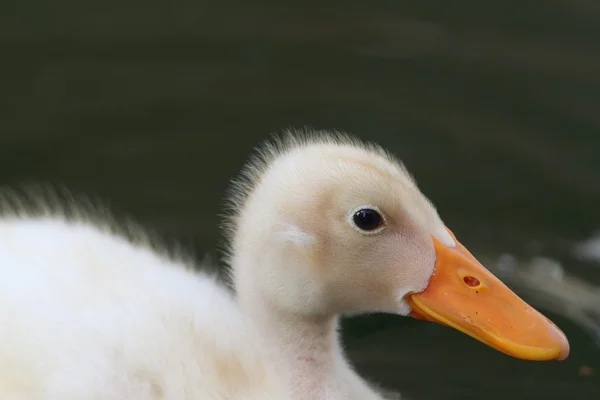 Eendje portret — Stockfoto