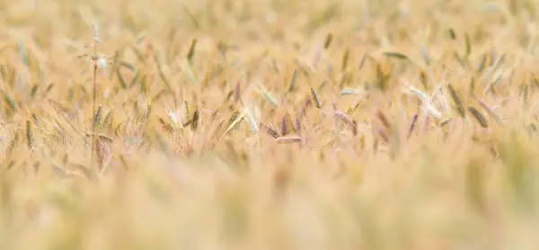 Campo de trigo dourado closeup — Fotografia de Stock
